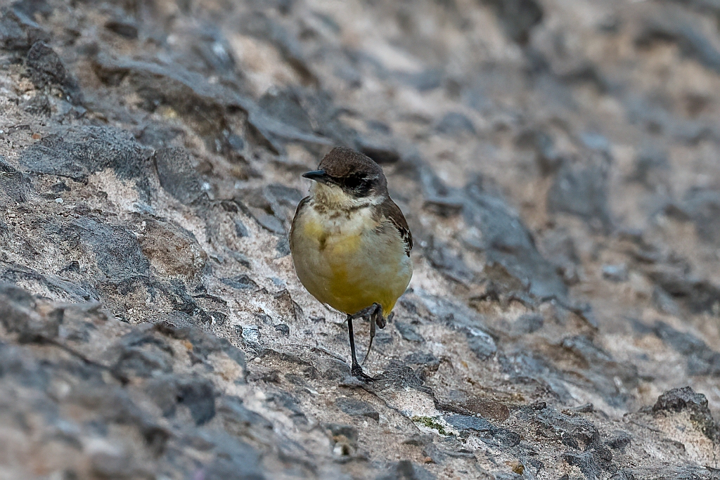 Yellow Wagtail